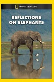 Reflections on Elephants 1994 on netflix