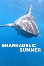 Sharkadelic Summer 2020 on netflix