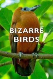 Bizarre Birds 2014 on netflix
