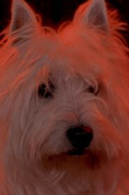 Two Dragons 1996 on netflix
