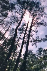 Wilderness: A Country in the Mind 1984 on netflix