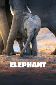 Elephant 2020 on netflix