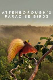 Attenborough’s Paradise Birds 2015 on netflix