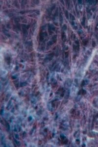 Ecosystem 7 ~ A sedimentary Heat 1990 on netflix