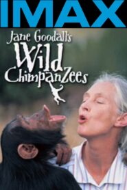 Jane Goodall’s Wild Chimpanzees 2002 on netflix