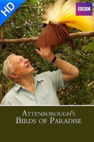Birds of Paradise 2010 on netflix