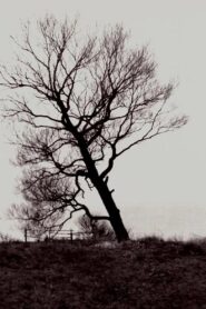 The Harrowed Coast 1992 on netflix