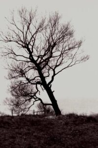 The Harrowed Coast 1992 on netflix