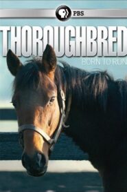 Thoroughbred: Born to Run 2011 on netflix