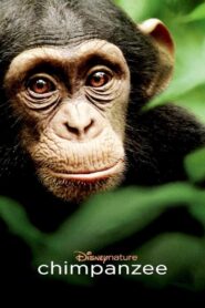 Chimpanzee 2012 on netflix