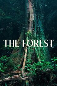 The Forest 2024 on netflix