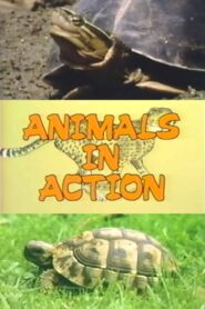 The Turtle Family 1988 on netflix