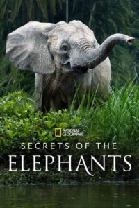 Secrets of the Elephants: Temporada 1 {year} one on netflix