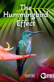 The Hummingbird Effect Online In Netflix
