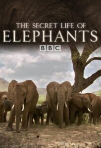 The Secret Life of Elephants Online In Netflix