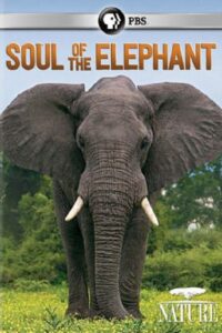 Soul of the Elephant Online In Netflix